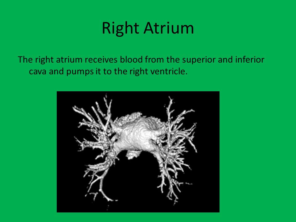 Right Atrium The right atrium receives blood from the superior and inferior cava and pumps it to the right ventricle.