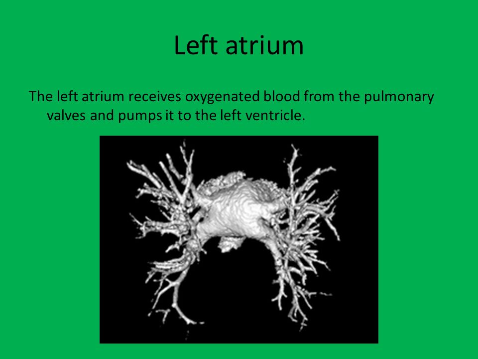 Left atrium The left atrium receives oxygenated blood from the pulmonary valves and pumps it to the left ventricle.