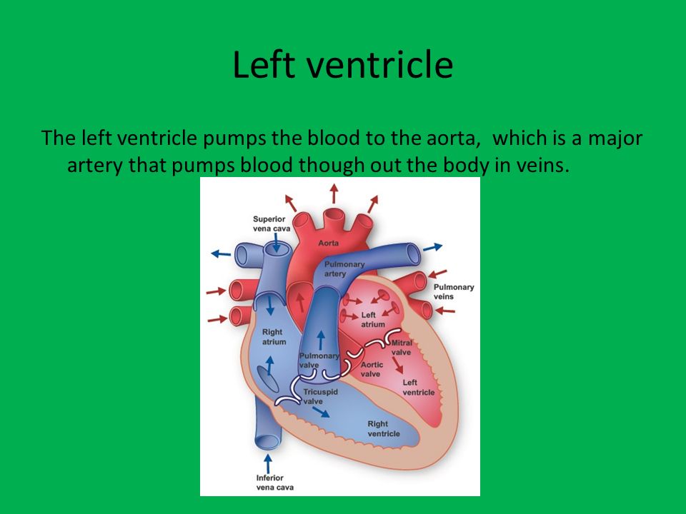 Left ventricle The left ventricle pumps the blood to the aorta, which is a major artery that pumps blood though out the body in veins.