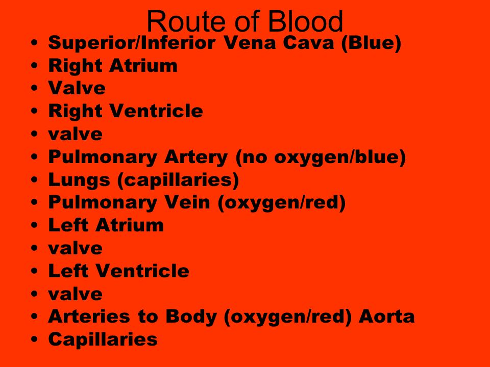 Route of Blood Superior/Inferior Vena Cava (Blue) Right Atrium Valve Right Ventricle valve Pulmonary Artery (no oxygen/blue) Lungs (capillaries) Pulmonary Vein (oxygen/red) Left Atrium valve Left Ventricle valve Arteries to Body (oxygen/red) Aorta Capillaries