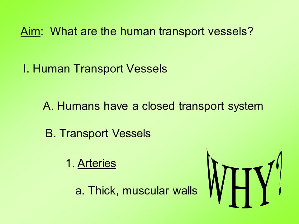 Aim: What are the human transport vessels. I. Human Transport Vessels A.