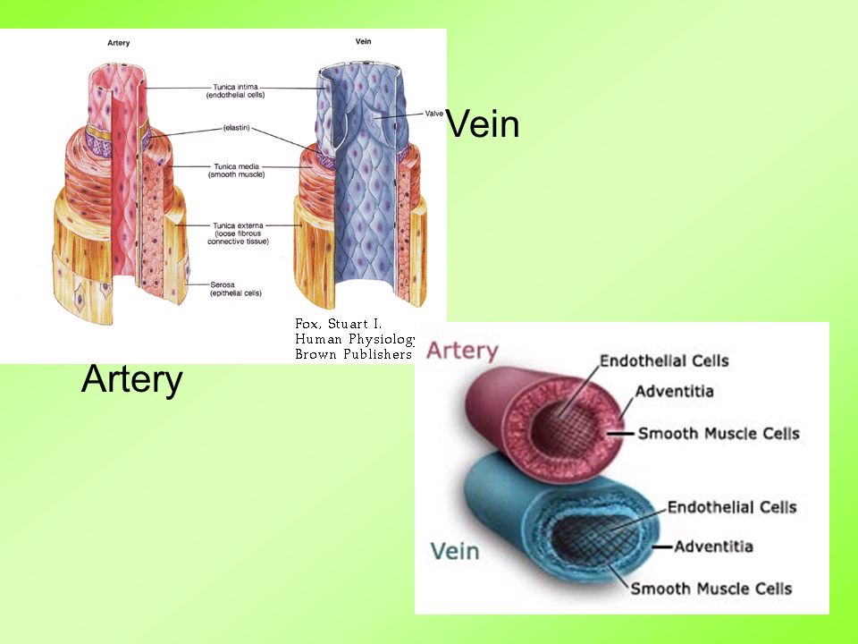Artery Vein