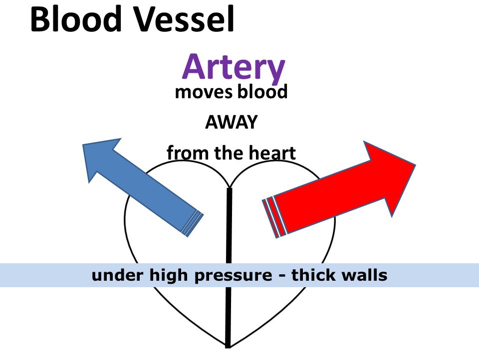 Blood Vessel Artery moves blood AWAY from the heart under high pressure - thick walls