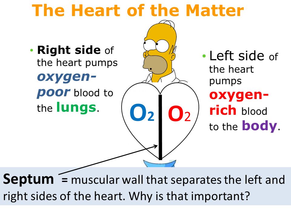 O2O2 O2O2 Septum = muscular wall that separates the left and right sides of the heart.