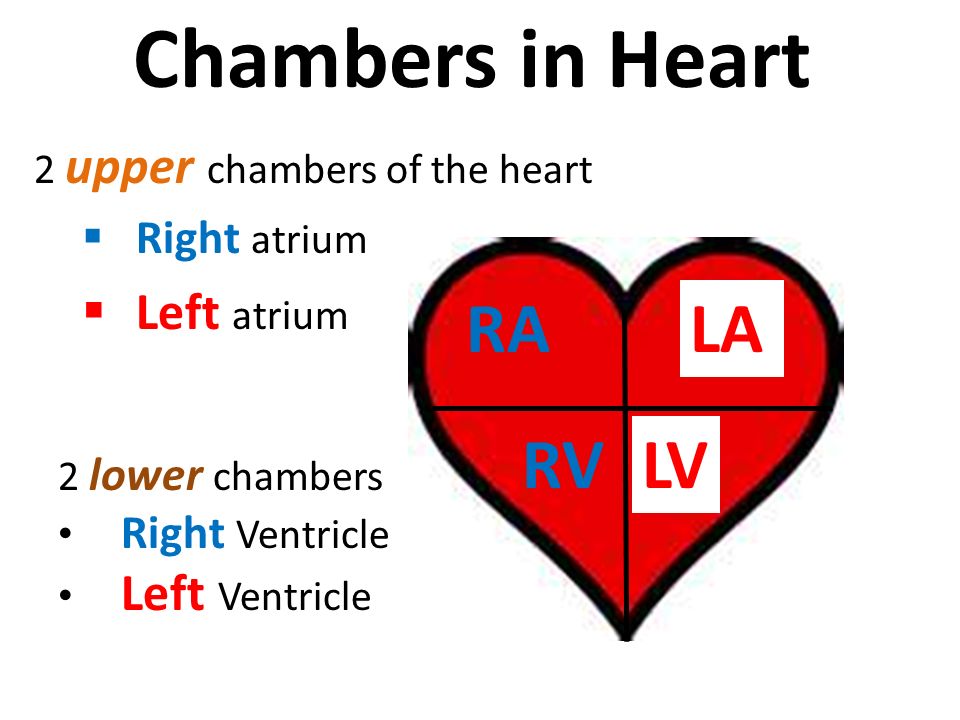 2 upper chambers of the heart  Right atrium  Left atrium Chambers in Heart RALA RV 2 lower chambers Right Ventricle Left Ventricle LV