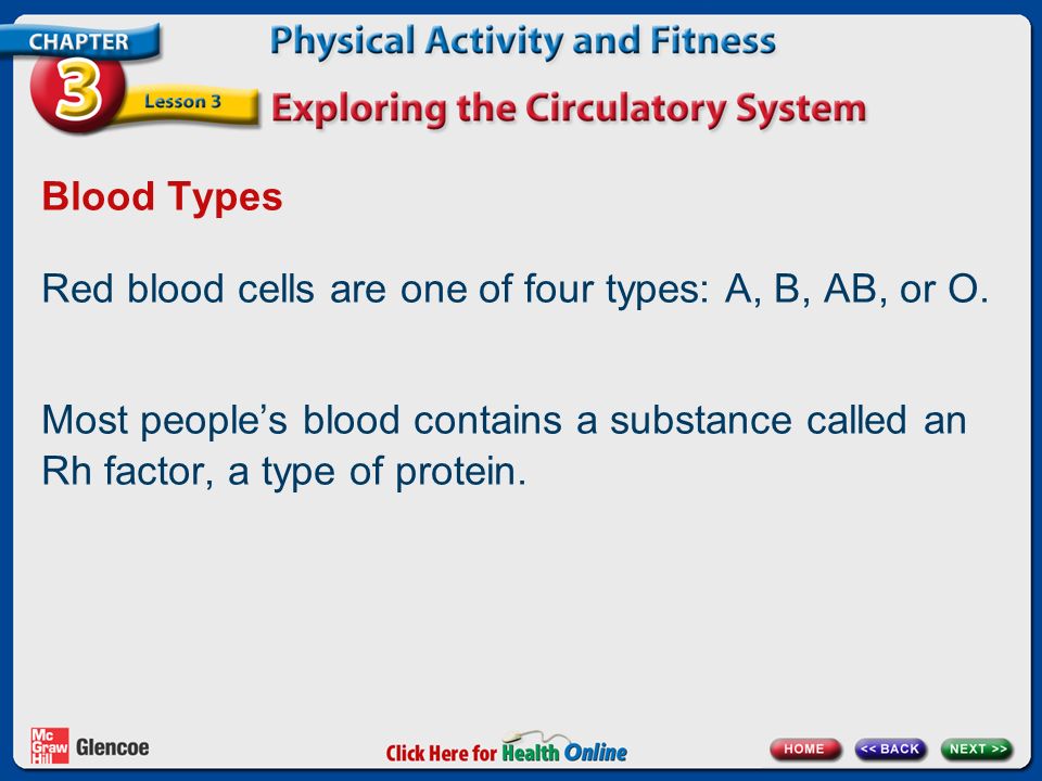 Blood Types Red blood cells are one of four types: A, B, AB, or O.