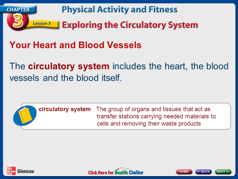 Your Heart and Blood Vessels The circulatory system includes the heart, the blood vessels and the blood itself.