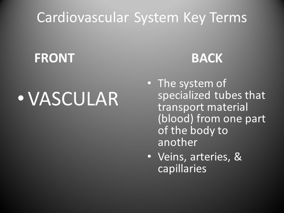 Cardiovascular System Key Terms FRONT VASCULAR BACK The system of specialized tubes that transport material (blood) from one part of the body to another Veins, arteries, & capillaries