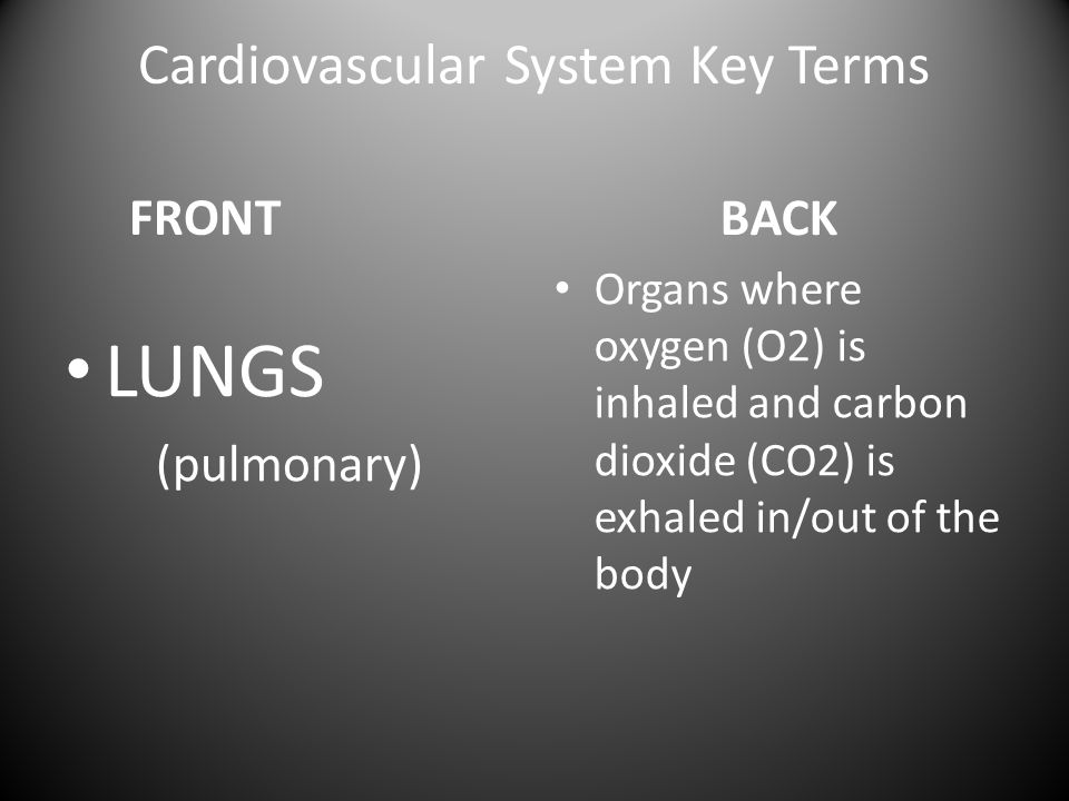 Cardiovascular System Key Terms FRONT LUNGS (pulmonary) BACK Organs where oxygen (O2) is inhaled and carbon dioxide (CO2) is exhaled in/out of the body