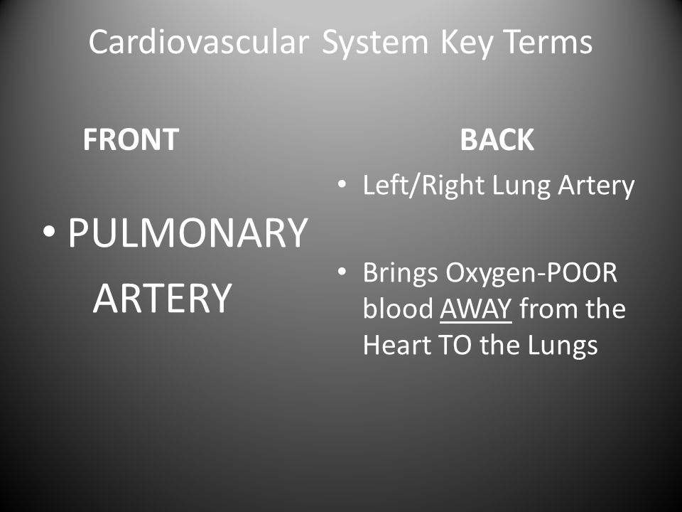 Cardiovascular System Key Terms FRONT PULMONARY ARTERY BACK Left/Right Lung Artery Brings Oxygen-POOR blood AWAY from the Heart TO the Lungs