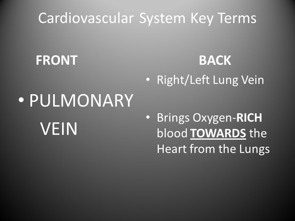 Cardiovascular System Key Terms FRONT PULMONARY VEIN BACK Right/Left Lung Vein Brings Oxygen-RICH blood TOWARDS the Heart from the Lungs