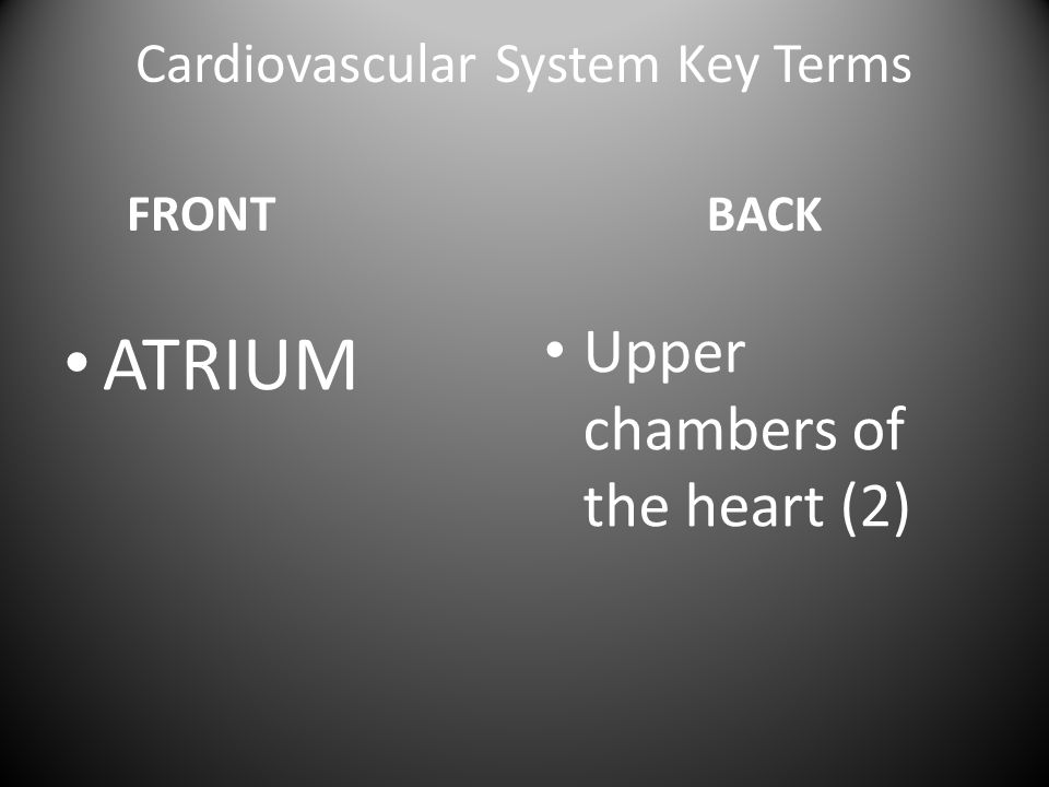 Cardiovascular System Key Terms FRONT ATRIUM BACK Upper chambers of the heart (2)