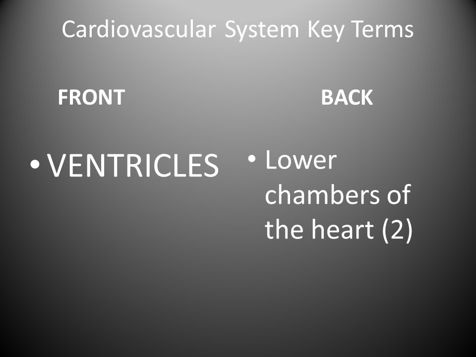 Cardiovascular System Key Terms FRONT VENTRICLES BACK Lower chambers of the heart (2)
