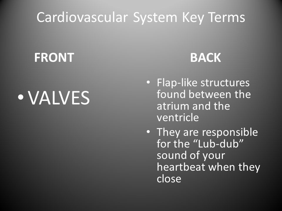 Cardiovascular System Key Terms FRONT VALVES BACK Flap-like structures found between the atrium and the ventricle They are responsible for the Lub-dub sound of your heartbeat when they close