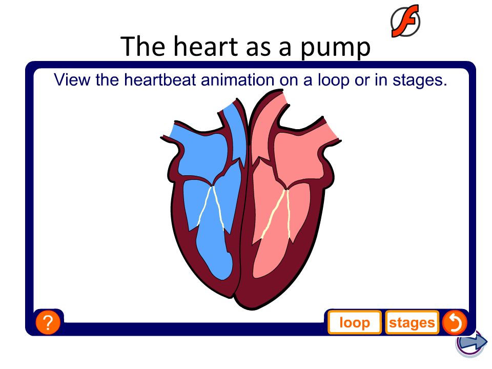 The heart as a pump