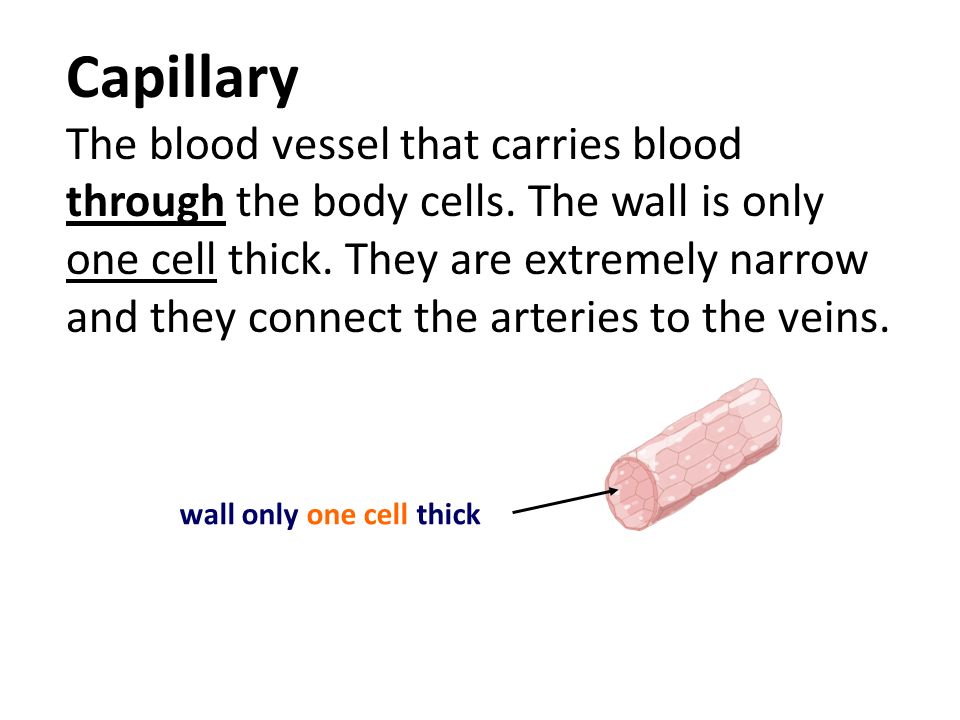 Capillary The blood vessel that carries blood through the body cells.