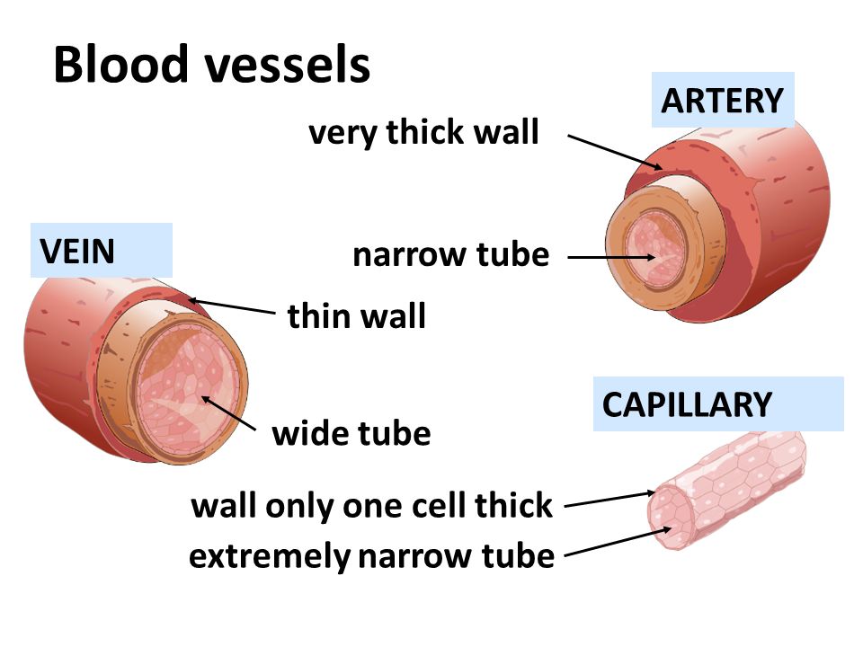 Blood vessels very thick wall narrow tube thin wall wide tube wall only one cell thick ARTERY VEIN CAPILLARY extremely narrow tube