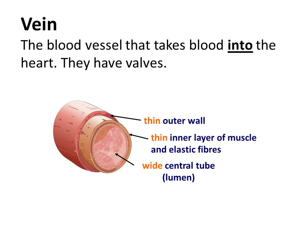 Vein The blood vessel that takes blood into the heart.