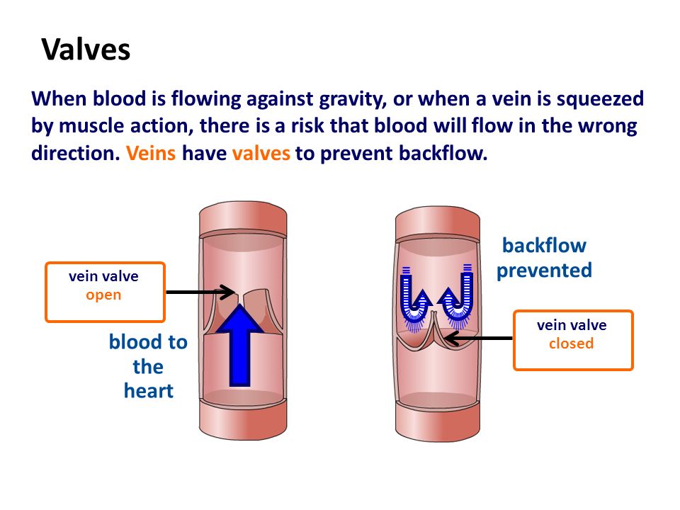 Valves When blood is flowing against gravity, or when a vein is squeezed by muscle action, there is a risk that blood will flow in the wrong direction.