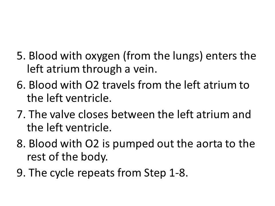 5. Blood with oxygen (from the lungs) enters the left atrium through a vein.