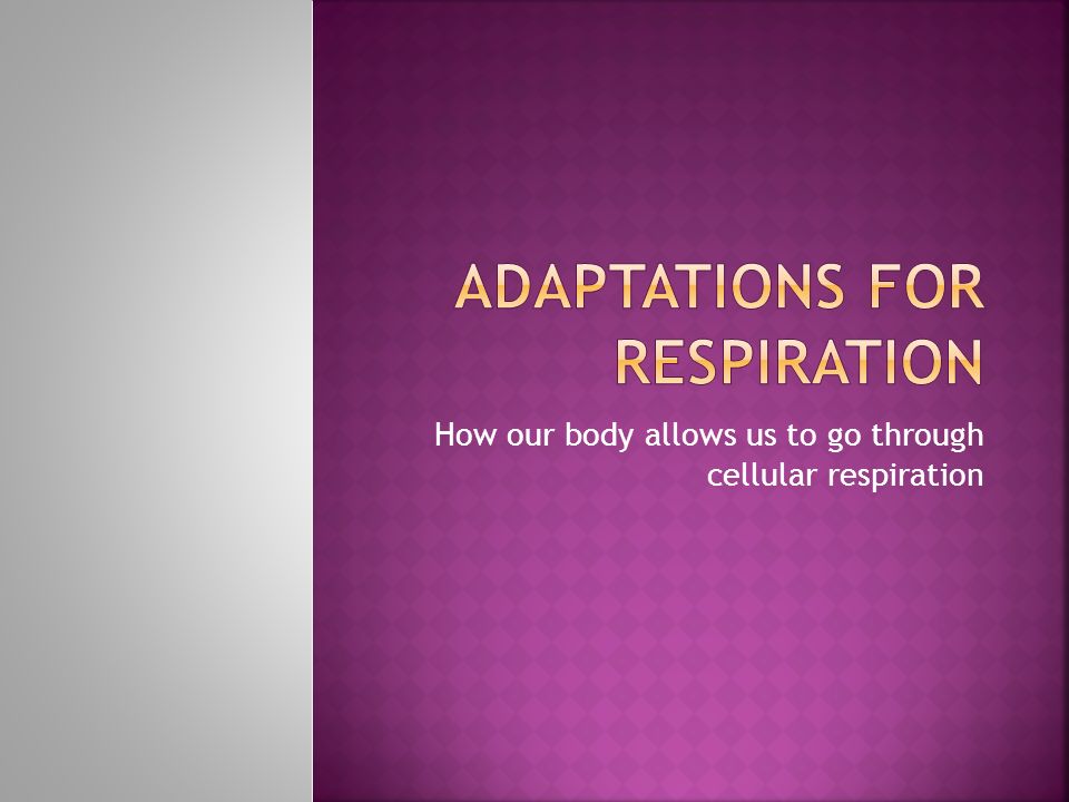 How our body allows us to go through cellular respiration
