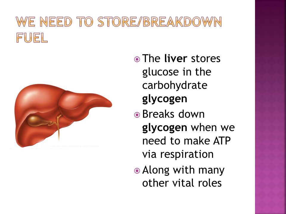  The liver stores glucose in the carbohydrate glycogen  Breaks down glycogen when we need to make ATP via respiration  Along with many other vital roles