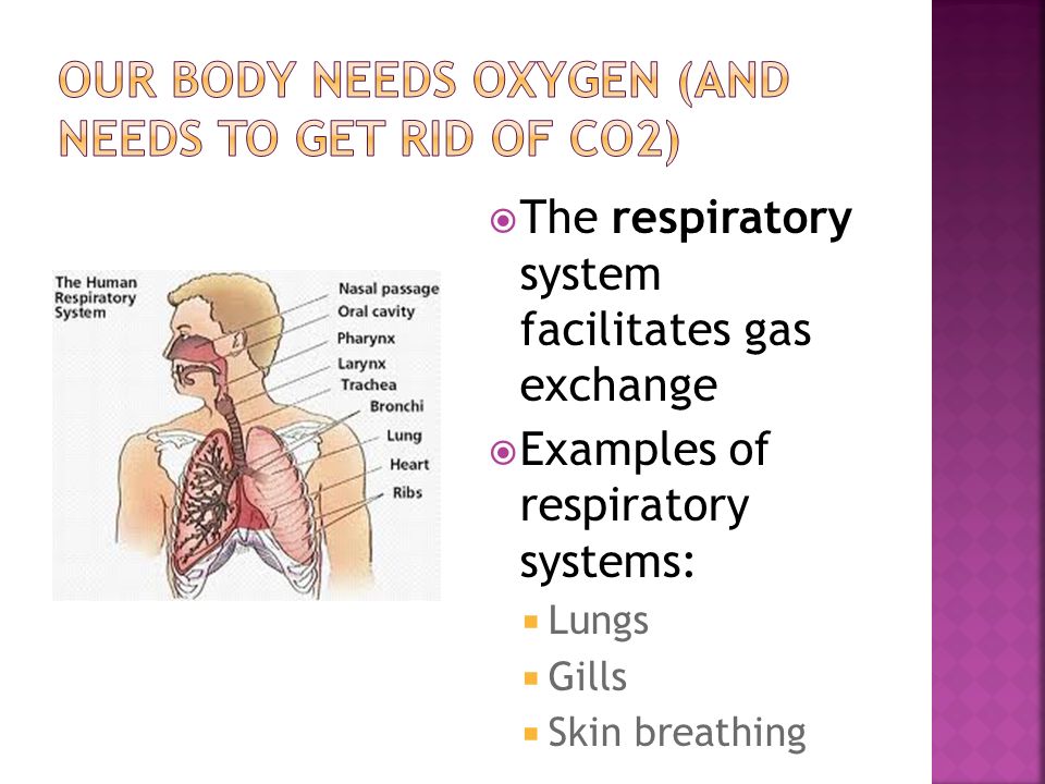  The respiratory system facilitates gas exchange  Examples of respiratory systems:  Lungs  Gills  Skin breathing