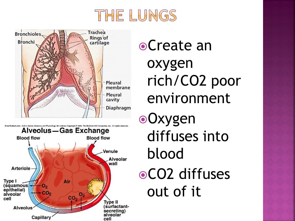  Create an oxygen rich/CO2 poor environment  Oxygen diffuses into blood  CO2 diffuses out of it