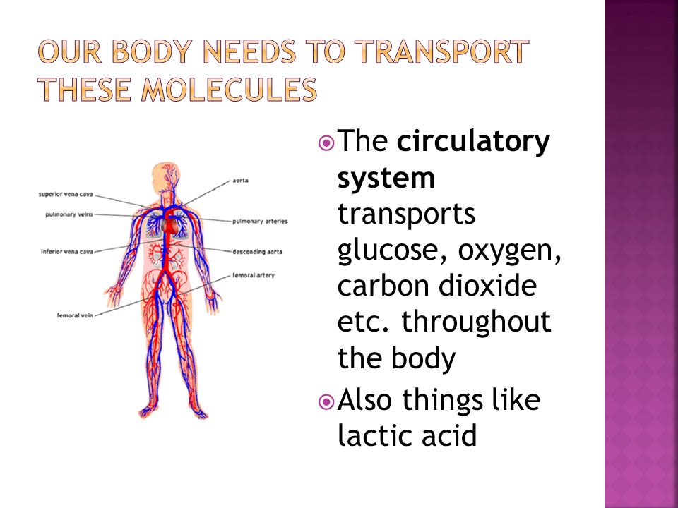  The circulatory system transports glucose, oxygen, carbon dioxide etc.