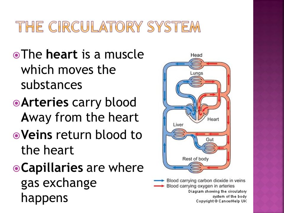  The heart is a muscle which moves the substances  Arteries carry blood Away from the heart  Veins return blood to the heart  Capillaries are where gas exchange happens