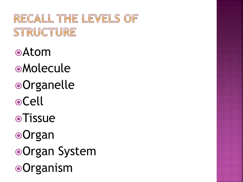  Atom  Molecule  Organelle  Cell  Tissue  Organ  Organ System  Organism