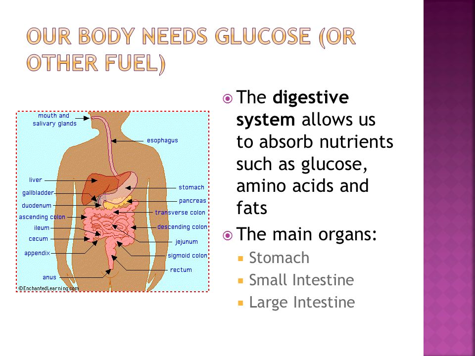  The digestive system allows us to absorb nutrients such as glucose, amino acids and fats  The main organs:  Stomach  Small Intestine  Large Intestine