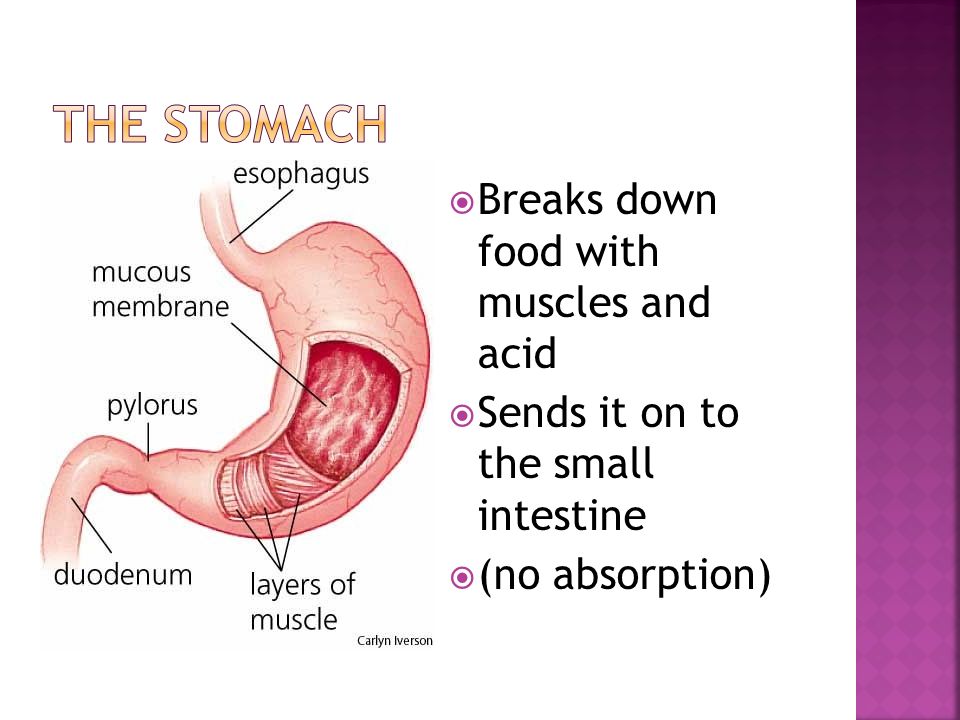 Breaks down food with muscles and acid  Sends it on to the small intestine  (no absorption)