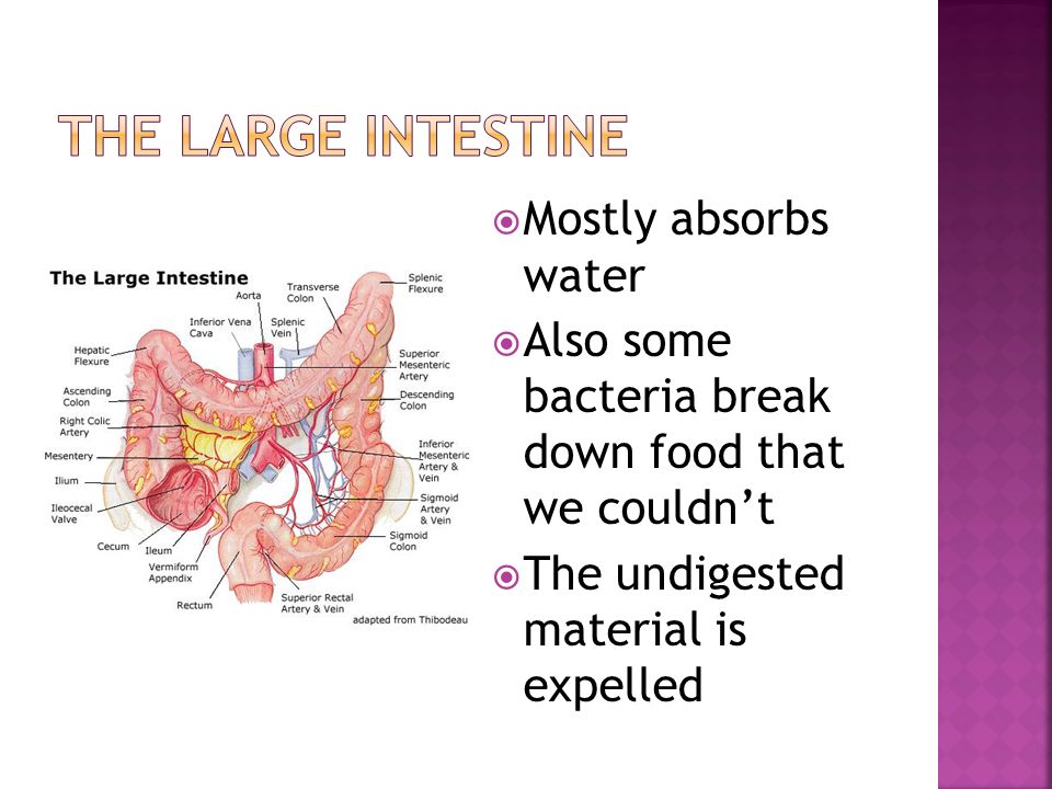  Mostly absorbs water  Also some bacteria break down food that we couldn’t  The undigested material is expelled