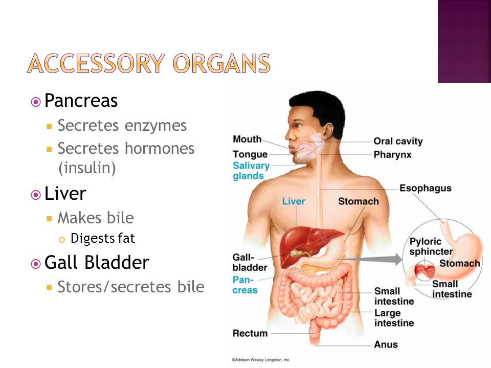  Pancreas  Secretes enzymes  Secretes hormones (insulin)  Liver  Makes bile Digests fat  Gall Bladder  Stores/secretes bile
