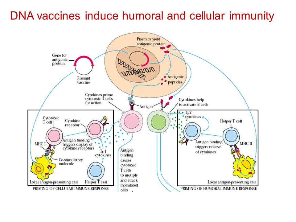 immunological problems Immunology exam 1 october 18, 2010 9:30-10:30 am 35 a mouse immune to listeria will resist infection by a combined dose of listeria and mycobacteria. immunological problems Immunology exam 1 october 18, 2010 9:30-10:30 am 35 a mouse immune to listeria will resist infection by a combined dose of listeria and mycobacteria.