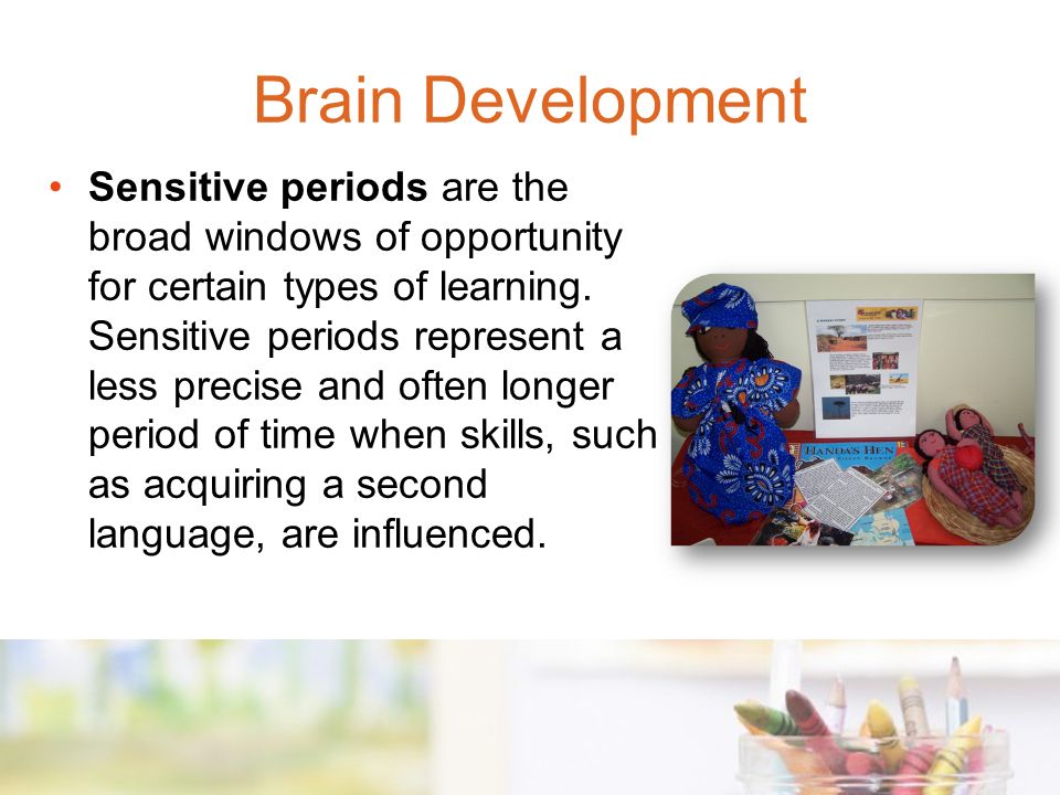 Sensitive periods are the broad windows of opportunity for certain types of learning.