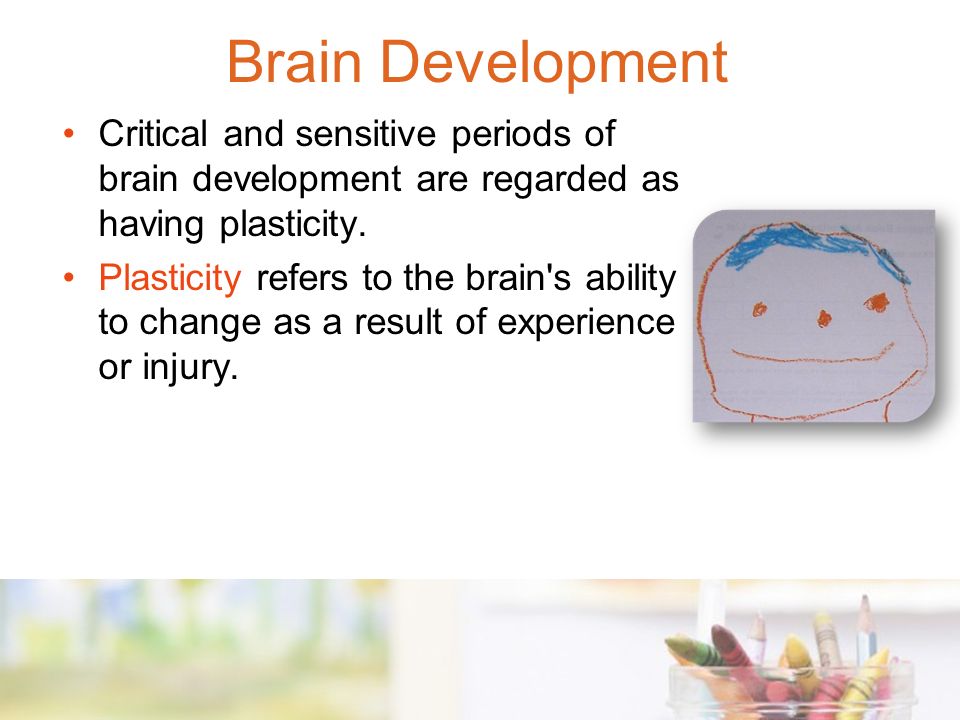 Critical and sensitive periods of brain development are regarded as having plasticity.
