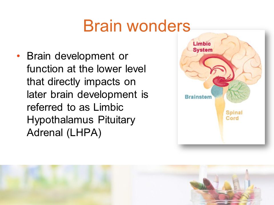 Brain development or function at the lower level that directly impacts on later brain development is referred to as Limbic Hypothalamus Pituitary Adrenal (LHPA) Brain wonders