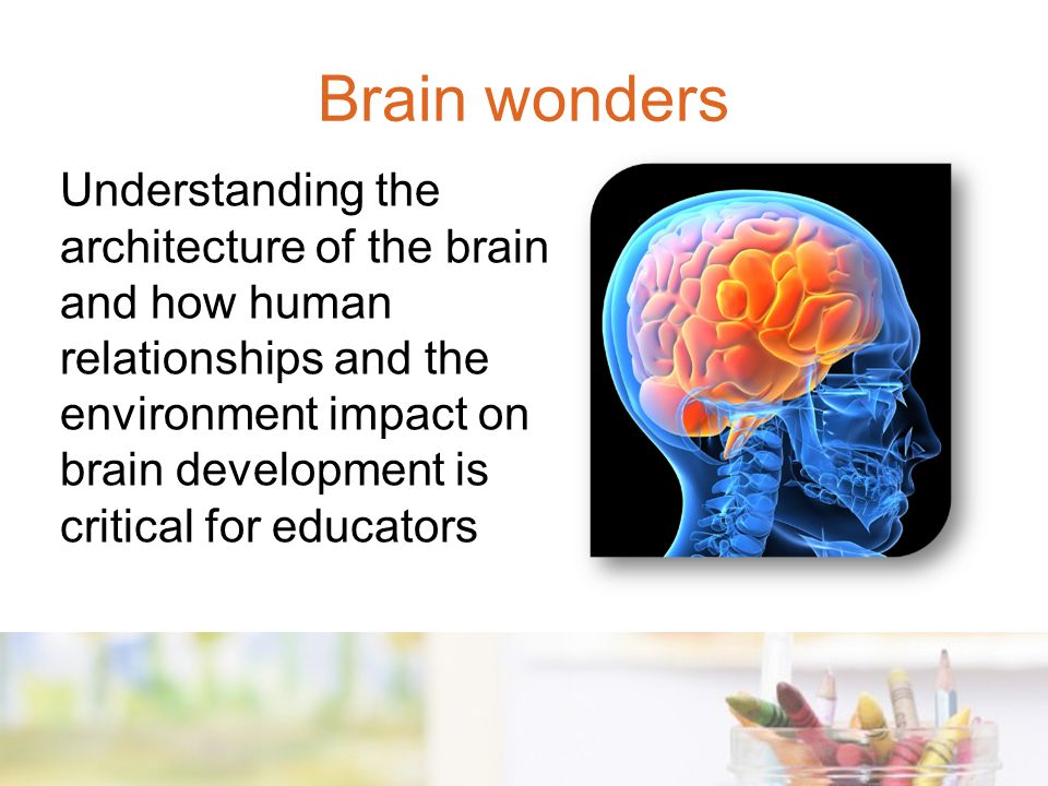 Understanding the architecture of the brain and how human relationships and the environment impact on brain development is critical for educators Brain wonders