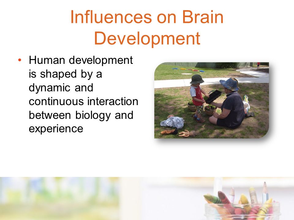 Human development is shaped by a dynamic and continuous interaction between biology and experience Influences on Brain Development