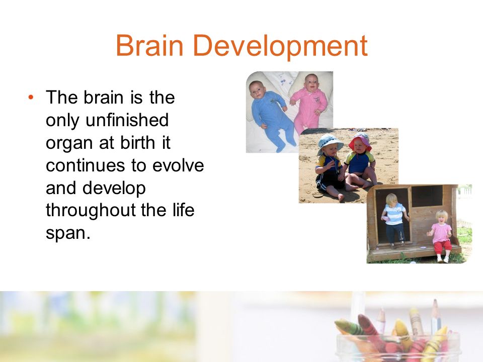 The brain is the only unfinished organ at birth it continues to evolve and develop throughout the life span.