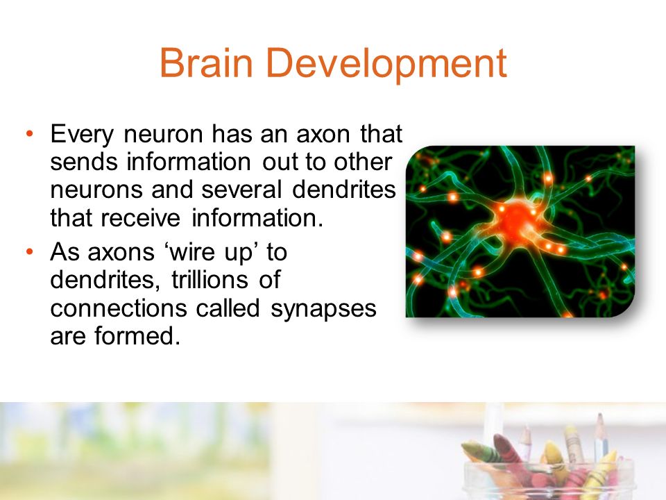 Every neuron has an axon that sends information out to other neurons and several dendrites that receive information.