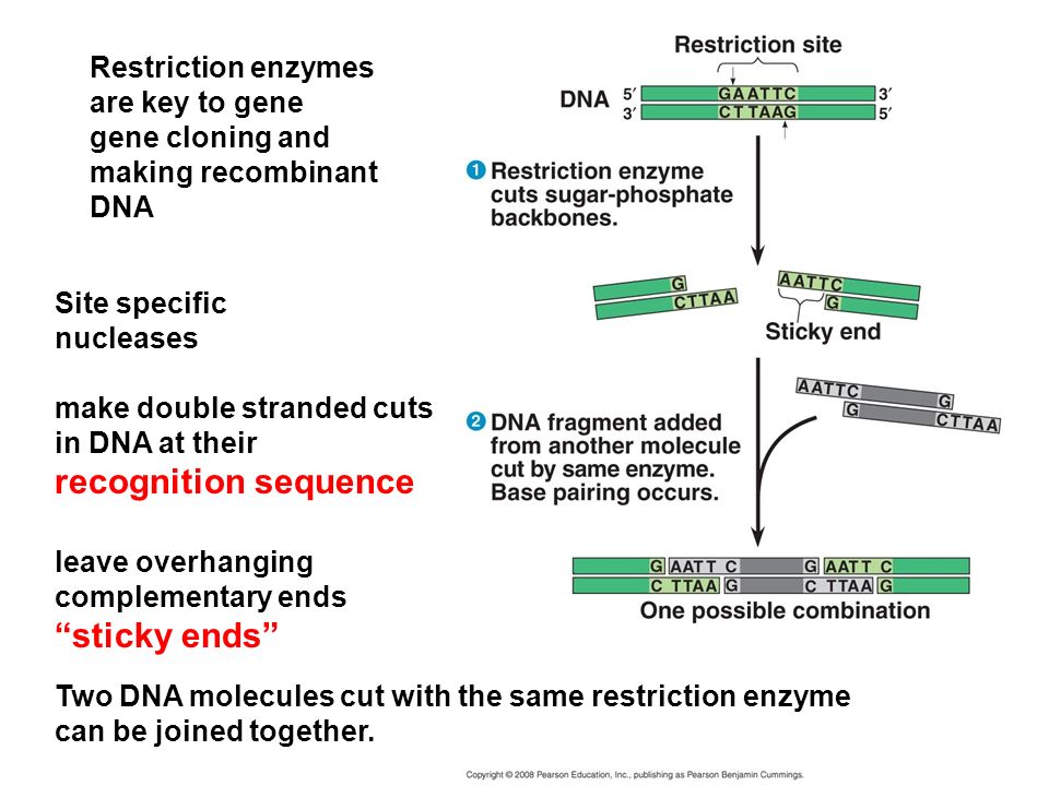 Restriction enzymes are key to gene gene cloning and making recombinant DNA Site specific nucleases make double stranded cuts in DNA at their recognition sequence leave overhanging complementary ends sticky ends Two DNA molecules cut with the same restriction enzyme can be joined together.