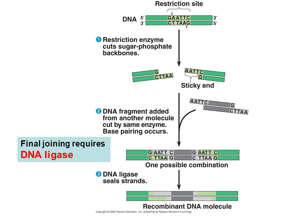 Final joining requires DNA ligase