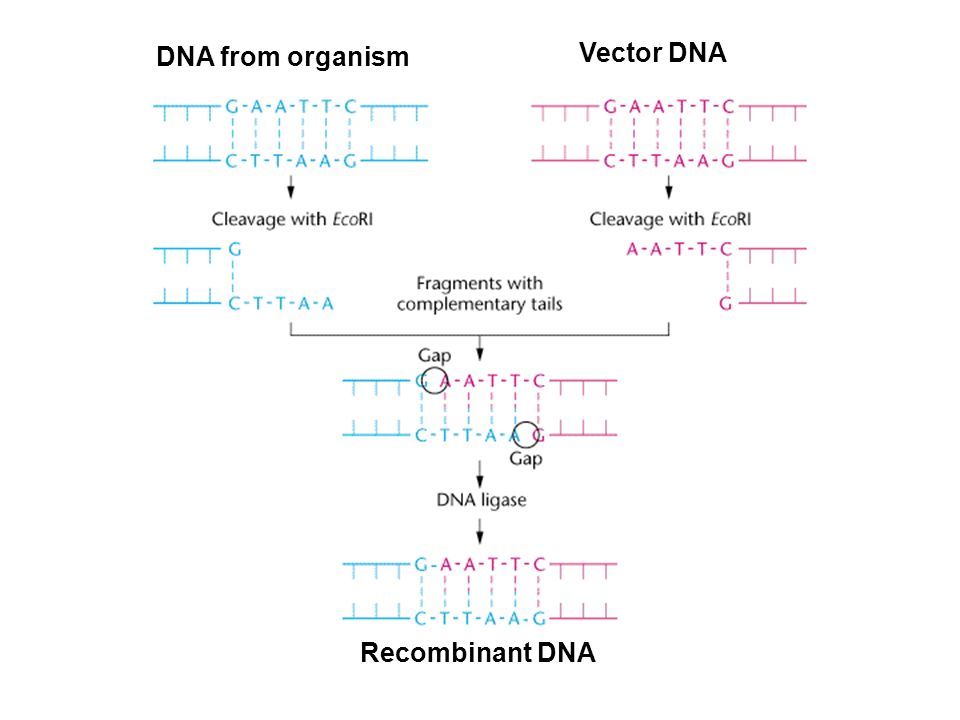 DNA from organism Vector DNA Recombinant DNA