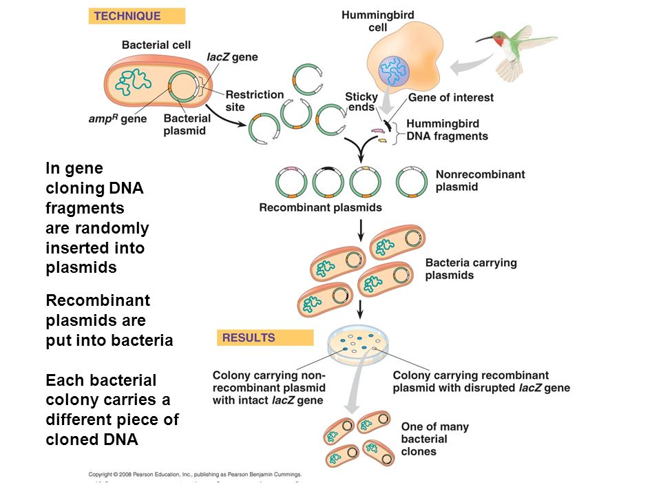 In gene cloning DNA fragments are randomly inserted into plasmids Recombinant plasmids are put into bacteria Each bacterial colony carries a different piece of cloned DNA