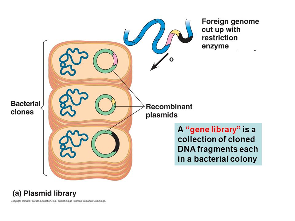 A gene library is a collection of cloned DNA fragments each in a bacterial colony