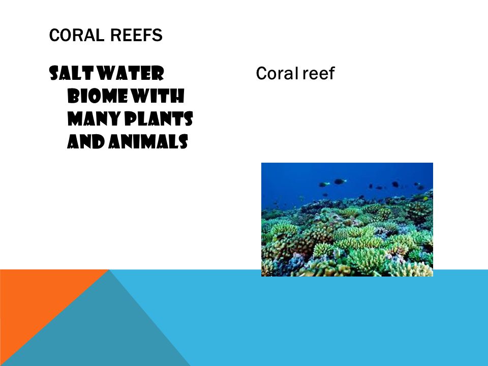 Salt water biome with many plants and animals Coral reef CORAL REEFS