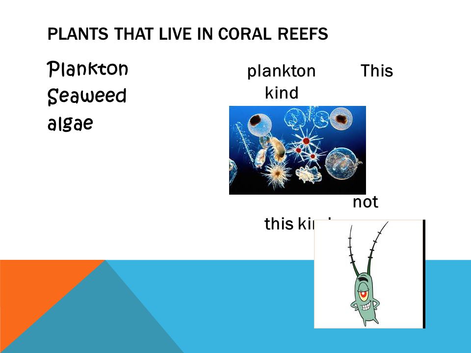 Plankton Seaweed algae plankton This kind not this kind PLANTS THAT LIVE IN CORAL REEFS